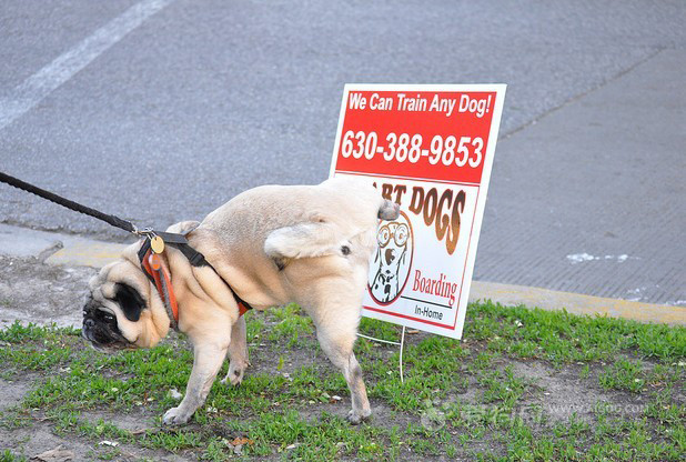 搞笑动物图片:个性开朗的小巴哥 搞笑动物图片:个性开朗的小巴哥