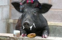 猪 命真好，这么多好吃的