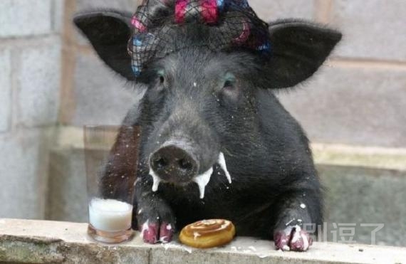 猪 命真好，这么多好吃的