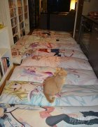 少女控的小猫咪。。 少女控的小猫咪。。