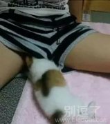 小猫咪的内涵故事。。。