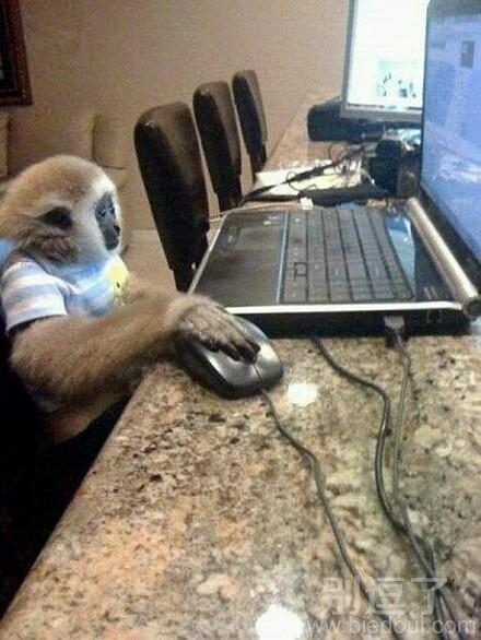 正在玩电脑的小猴子。。