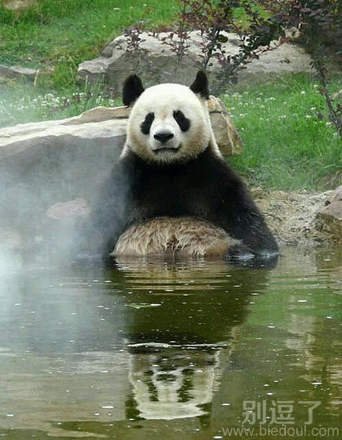一只茫然的小熊猫。