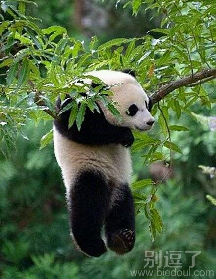 一个调皮的小熊猫。。