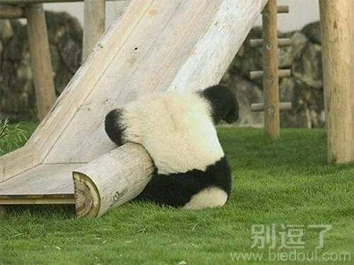 一个玩滑梯的小熊猫。