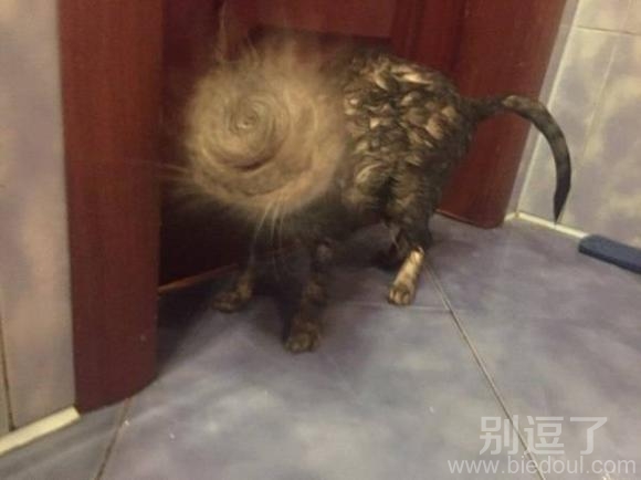 猫猫帅炸了的新发型