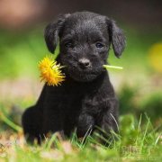 献花给我心爱的主人
