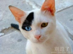 海盗猫咪，有个性的样子