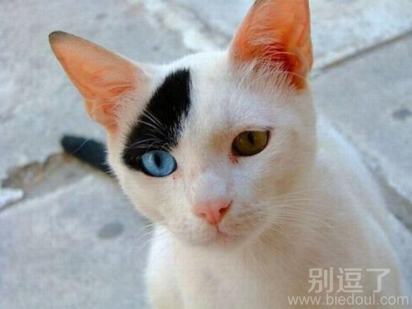 海盗猫咪，有个性的样子