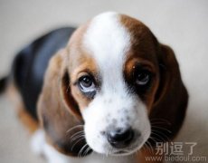 小狗写真，真小眼神！