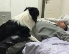 主人与汪星人。。