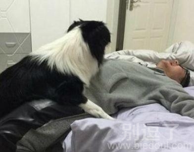 主人与汪星人。。