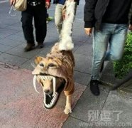 二哈这身装扮很可怕