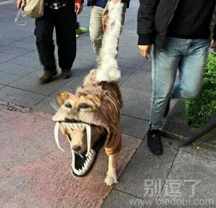 二哈这身装扮很可怕