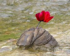 鲜花插在牛粪上