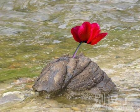 鲜花插在牛粪上