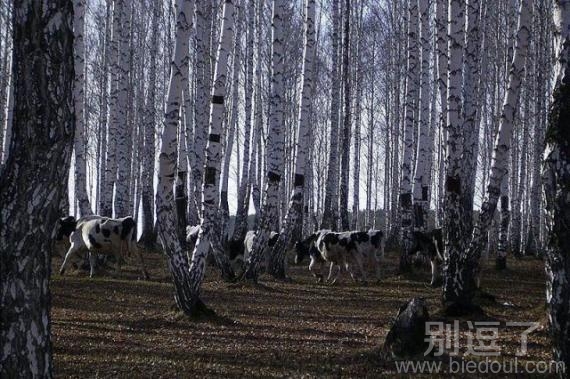 迷彩树林与奶牛，分得清吗
