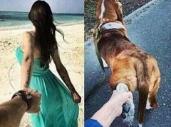 你也可以带着它去遛弯