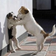 在壁咚的汪星人。。