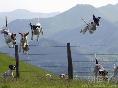 矫健的狗狗们，不过貌似一个要杯具了