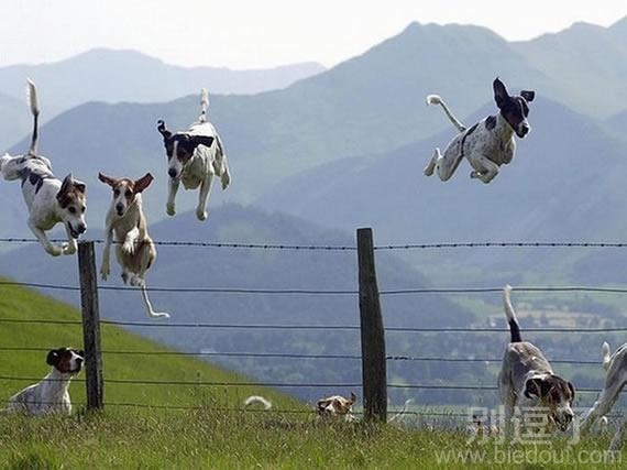 矫健的狗狗们，不过貌似一个要杯具了