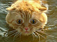 游着泳的猫咪。。