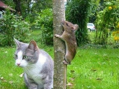 这小耗子跑的挺快呀 这小耗子跑的挺快呀