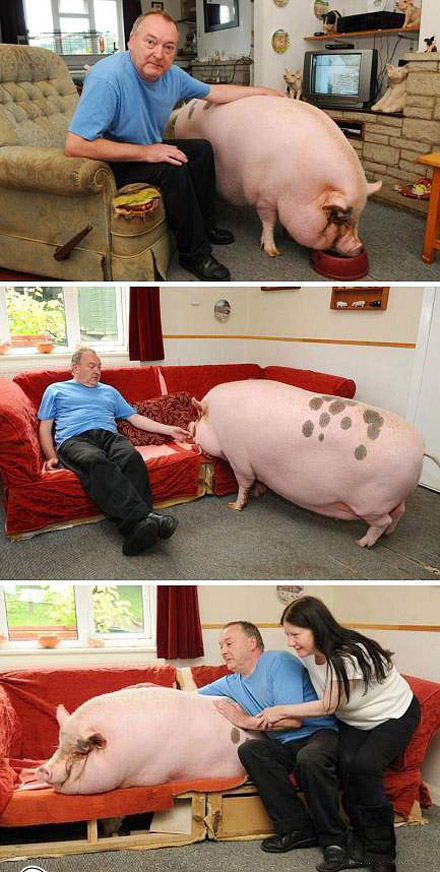 家有宠物,欢乐无限多。