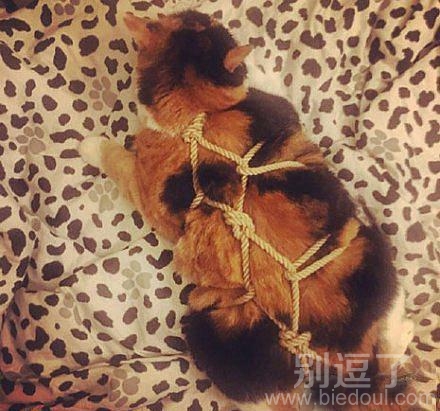 这样猫咪就可以以假乱真乌龟了 这样猫咪就可以以假乱真乌龟了