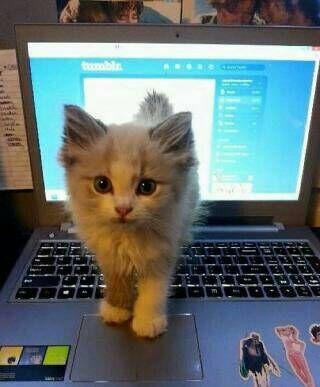 每天还必须陪玩啊 每天还必须陪玩啊