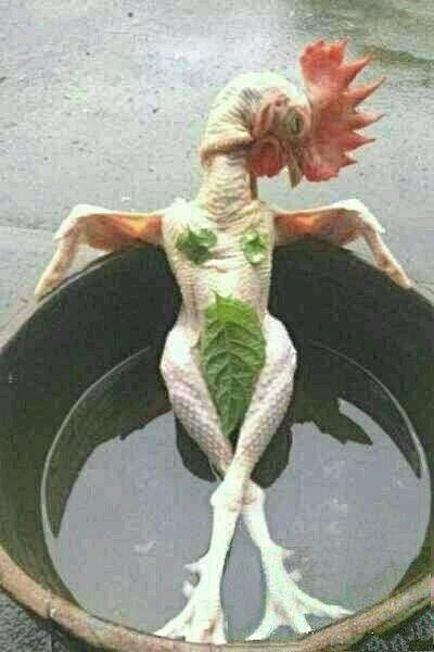 但是可惜像猪，，，，