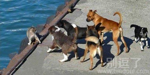 不要过来,你们不要逼我 不要过来,你们不要逼我