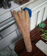 我家的仙人掌