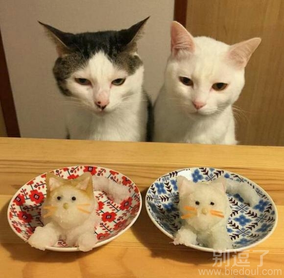 准备吃饭的两只猫咪。