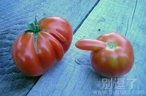 两个幽默的西红柿。