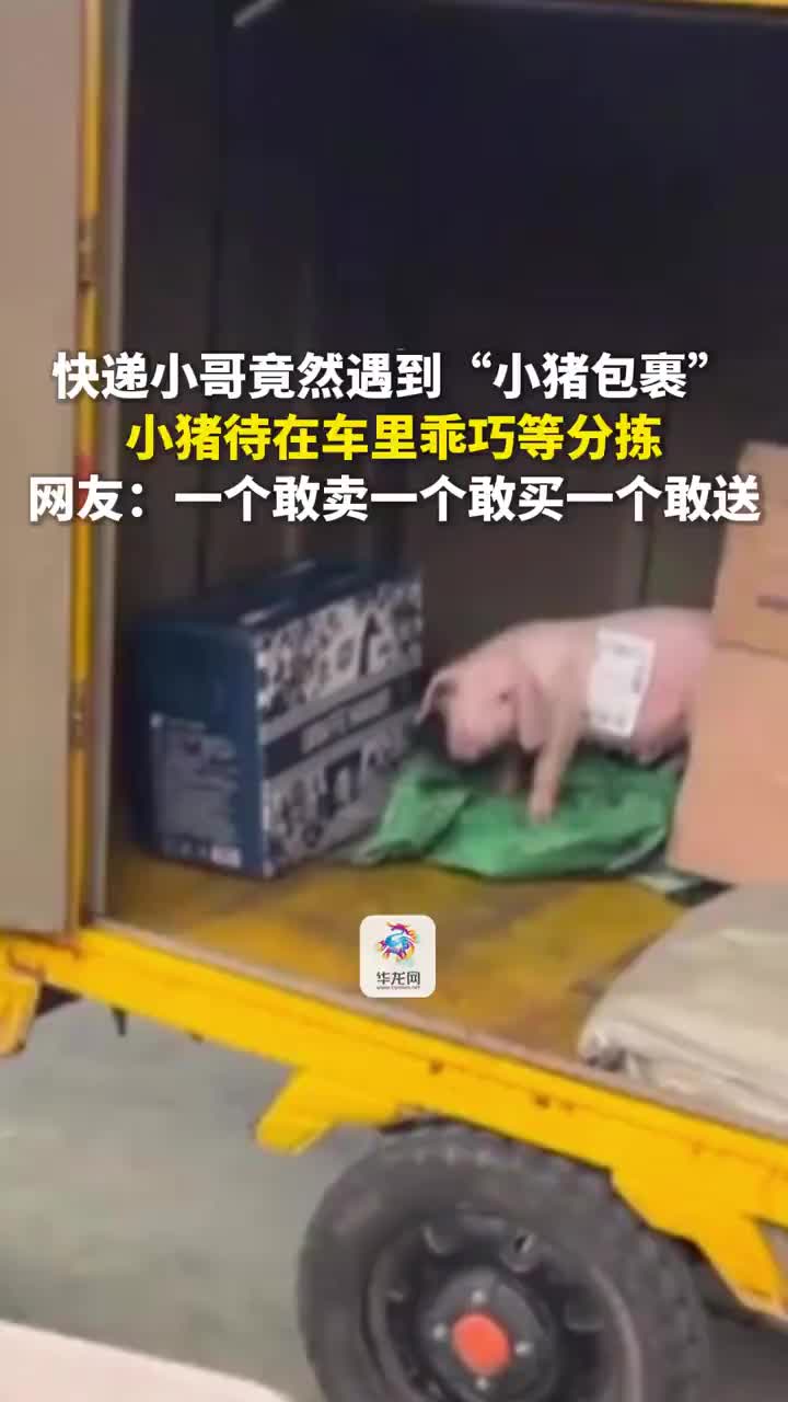 轻松一刻：白天做牛马，晚上当鸡鸭？不可！