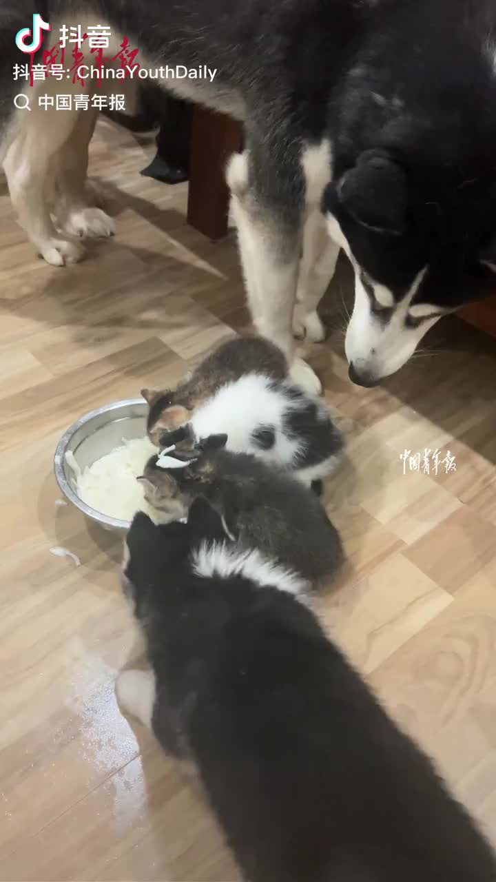 轻松一刻：这么大岁数了，还挺护食的！