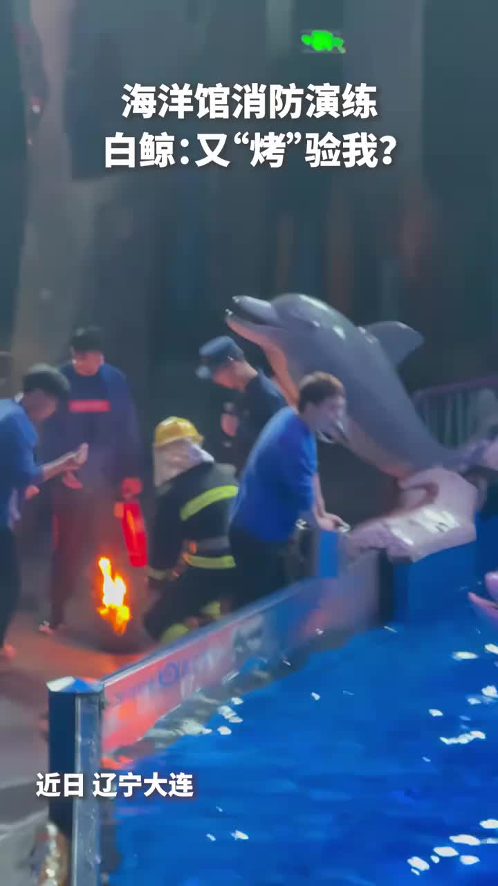 轻松一刻：金窝银窝不如自己的狗窝