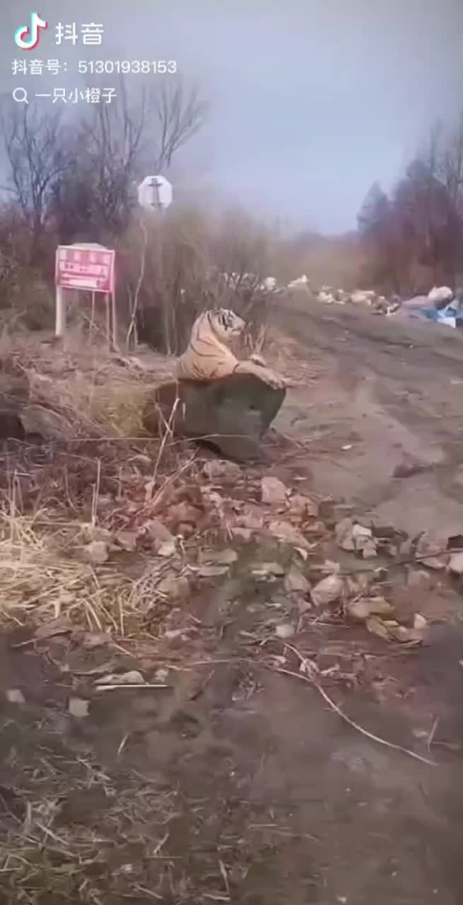 轻松一刻：金窝银窝不如自己的狗窝