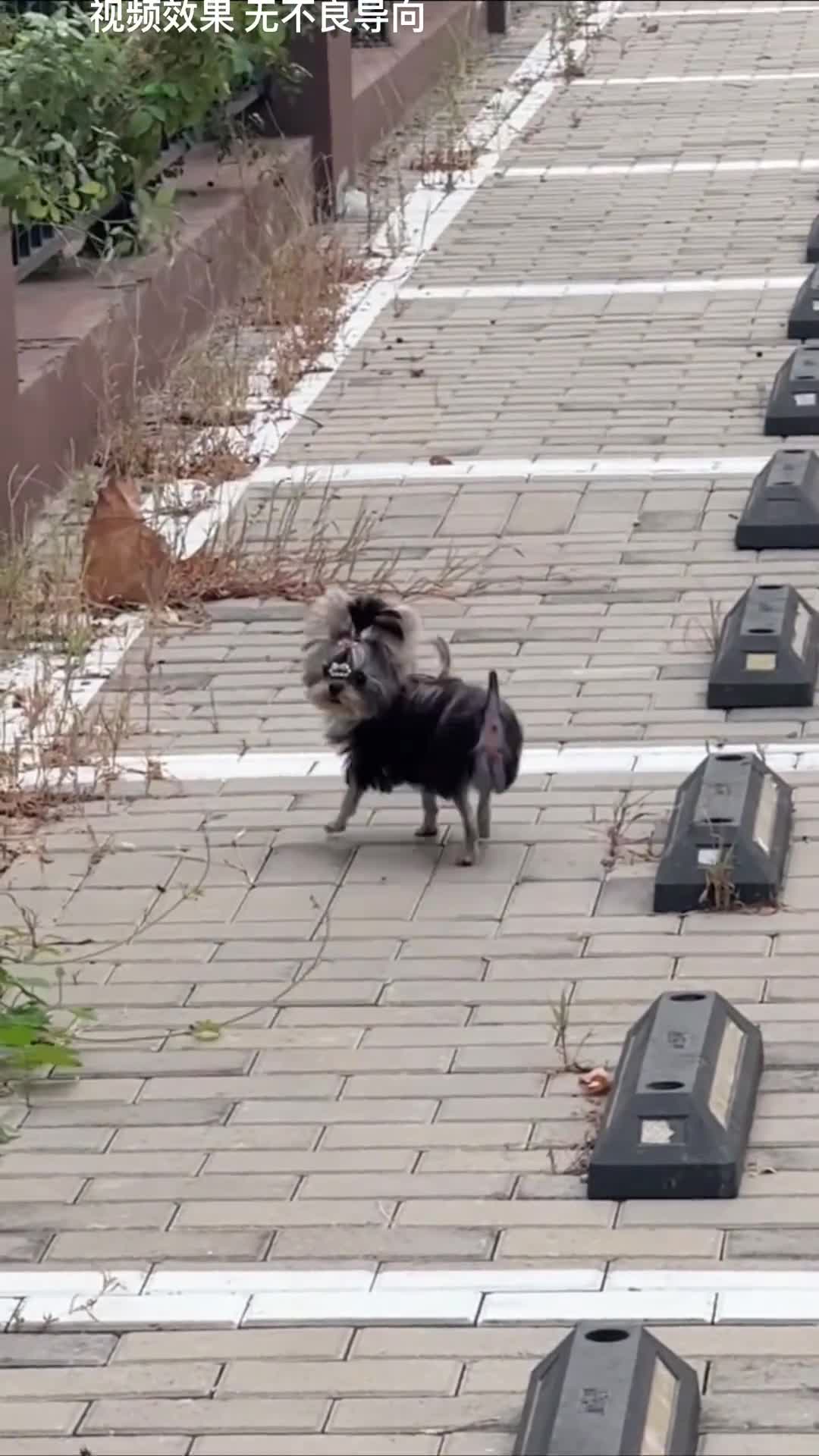 轻松一秒：我到底哪里比不上那个秃瓢？