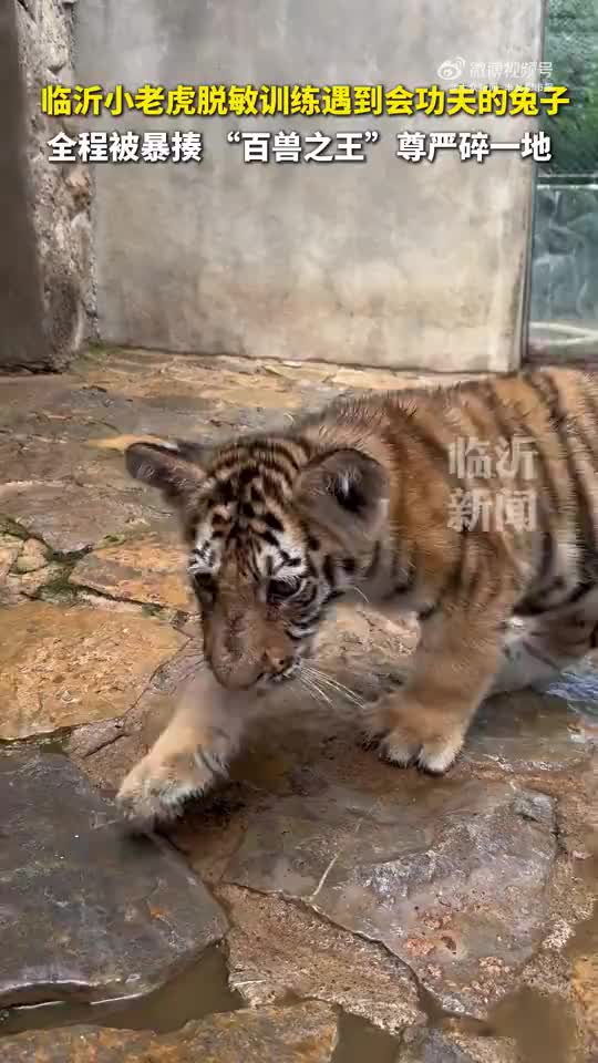 轻松一刻：有些人的天赋，你真一辈子追不上