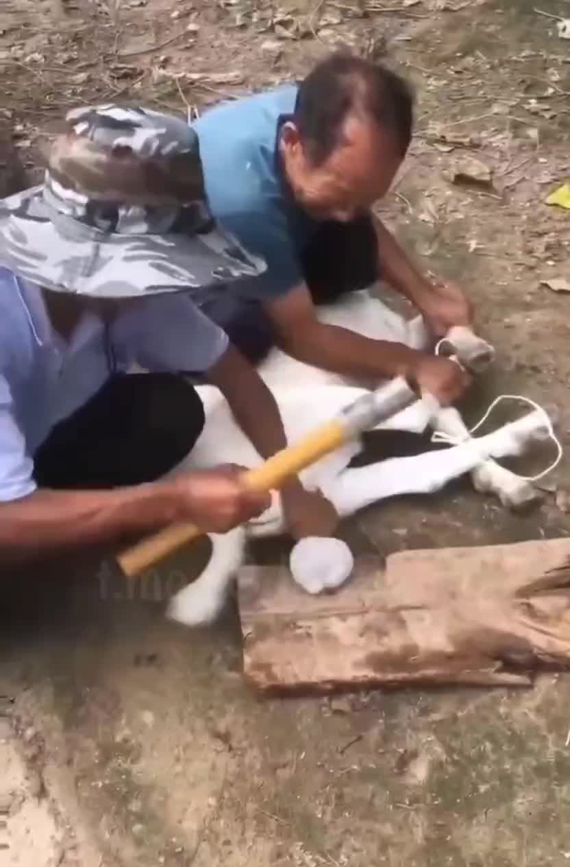 轻松一刻：一张图告诉你最近的天气有多冷