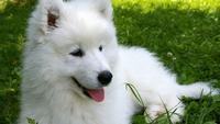 熊猫头扇耳光表情包
